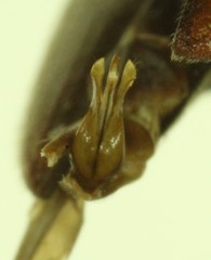 Acteniceromorphus volitans