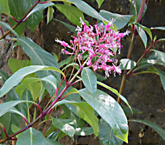 Fuchsia arborescens