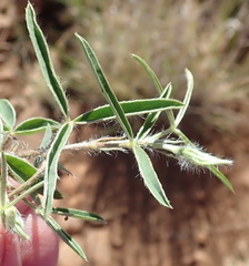 Argyrolobium pauciflorum