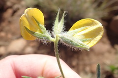 Argyrolobium pauciflorum