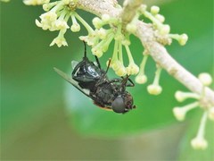 Helophilus cingulatus