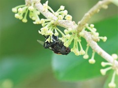 Helophilus cingulatus