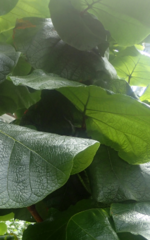 Coccoloba pubescens