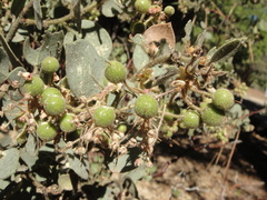 Arctostaphylos pringlei