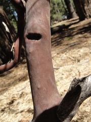Arctostaphylos pringlei
