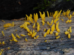 Calocera cornea image
