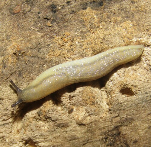 fasciatus-group Arion Slugs
