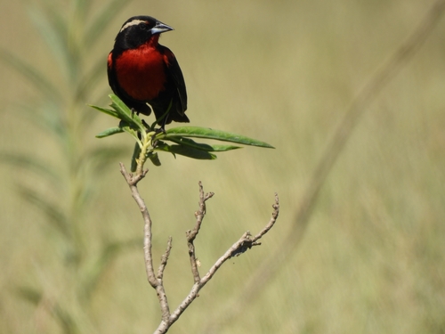 White-browed Meadowlark (Leistes superciliaris), photo 6