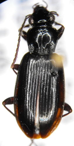 Styx Patrol Ground Beetle