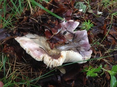 Russula grisea