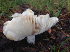 Russula grisea