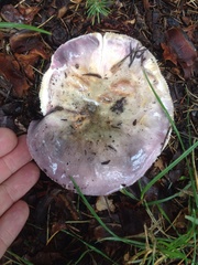 Russula grisea