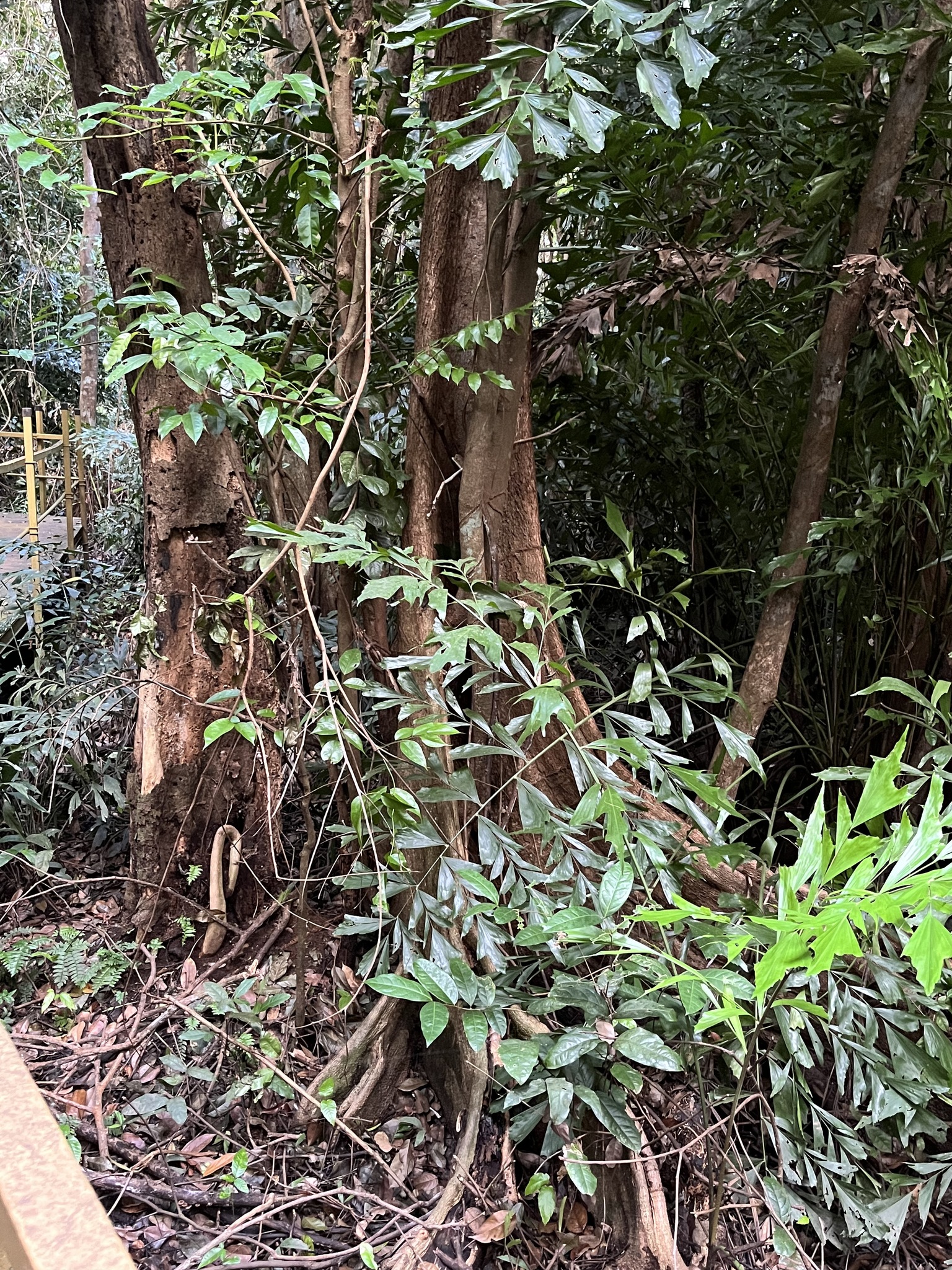Imagem de Pterocarpus officinalis