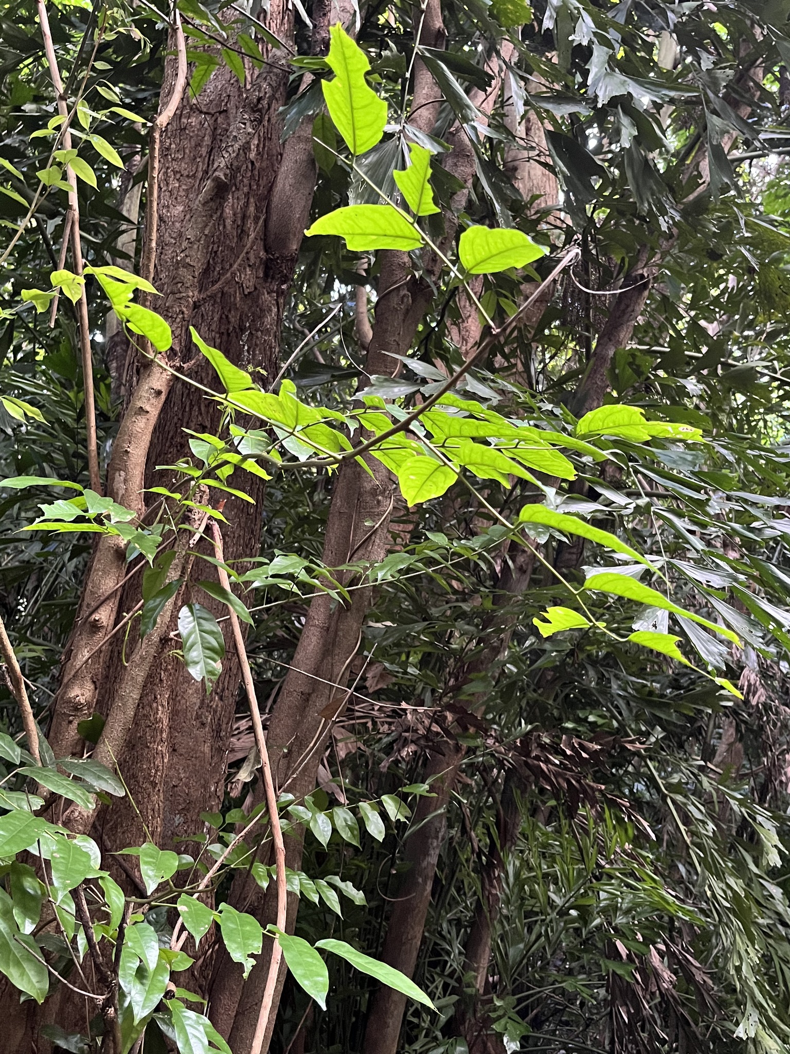Imagem de Pterocarpus officinalis
