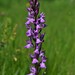 Robust Marsh-Orchid - Photo (c) Ángel Argüelles, some rights reserved (CC BY-NC), uploaded by Ángel Argüelles