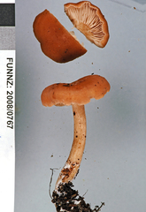 Rhodocybe dingleyae