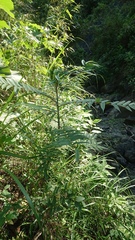 Zanthoxylum ailanthoides ailanthoides