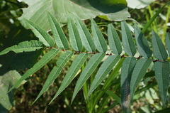 Zanthoxylum ailanthoides ailanthoides