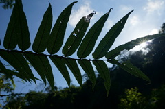 Zanthoxylum ailanthoides ailanthoides
