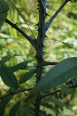 Zanthoxylum ailanthoides ailanthoides