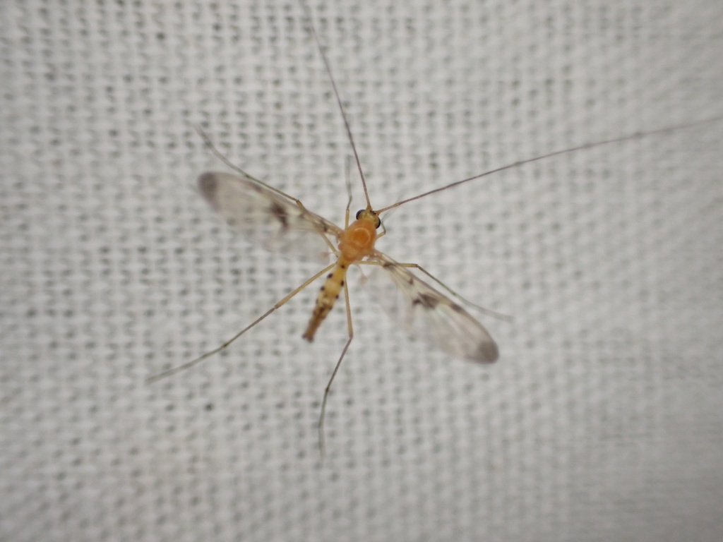 Macrocera phalerata
