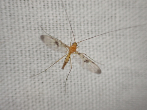 Macrocera phalerata