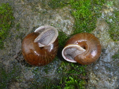 Helminthoglypta sonoma