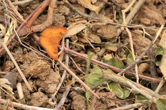 Emesis russula