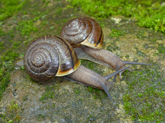 Helminthoglypta sonoma
