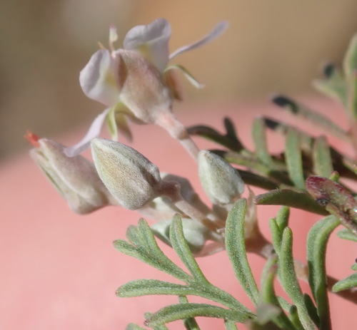 Image of Pelargonium malacoides by (c) Nicola van Berkel, some rights reserved (CC BY-SA)