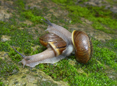 Helminthoglypta sonoma