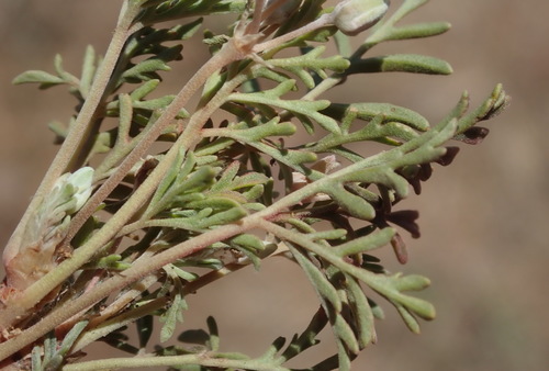 Image of Pelargonium malacoides by (c) Nicola van Berkel, some rights reserved (CC BY-SA)