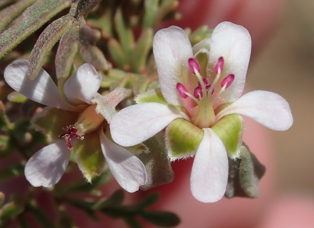 Plain Common Storksbill