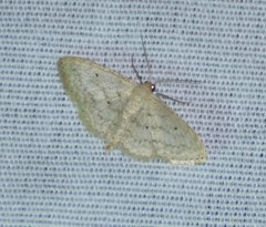 Scopula benitaria