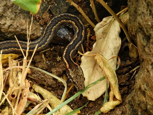 Galápagos Racer
