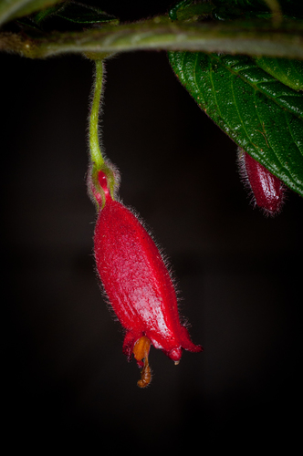 Columnea anisophylla