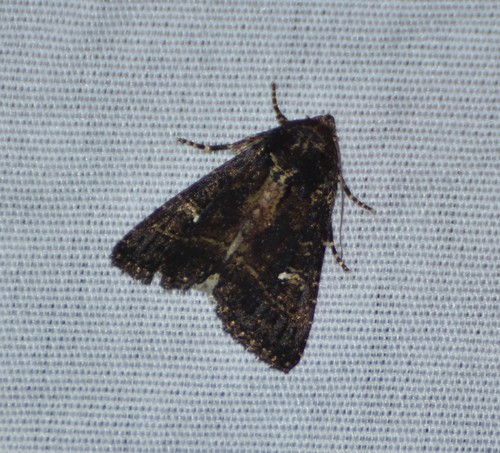 Condica albigera Guenée, 1852