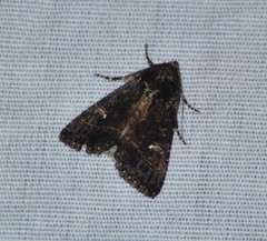 Condica albigera