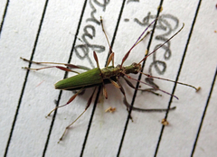 Calliprason sinclairi