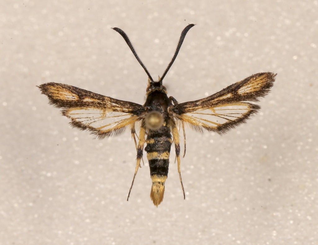 Penstemon Borer