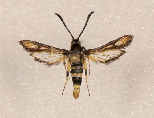 Penstemon Borer