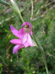 Gladiolus italicus