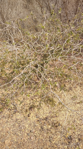 Image of Guayacan (Guaiacum coulteri) by no rights reserved