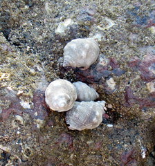 Acanthais brevidentata