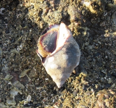 Acanthais brevidentata