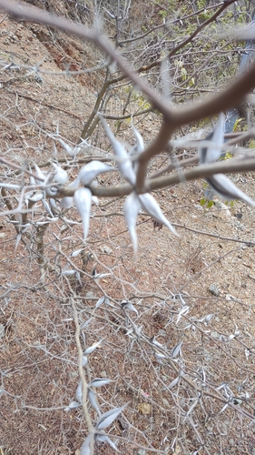Vachellia campeachiana