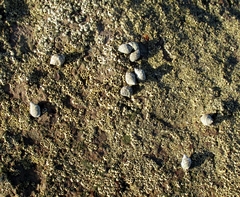 Acanthais brevidentata