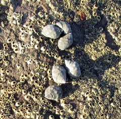 Acanthais brevidentata