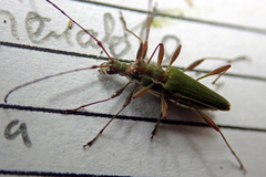 Calliprason sinclairi