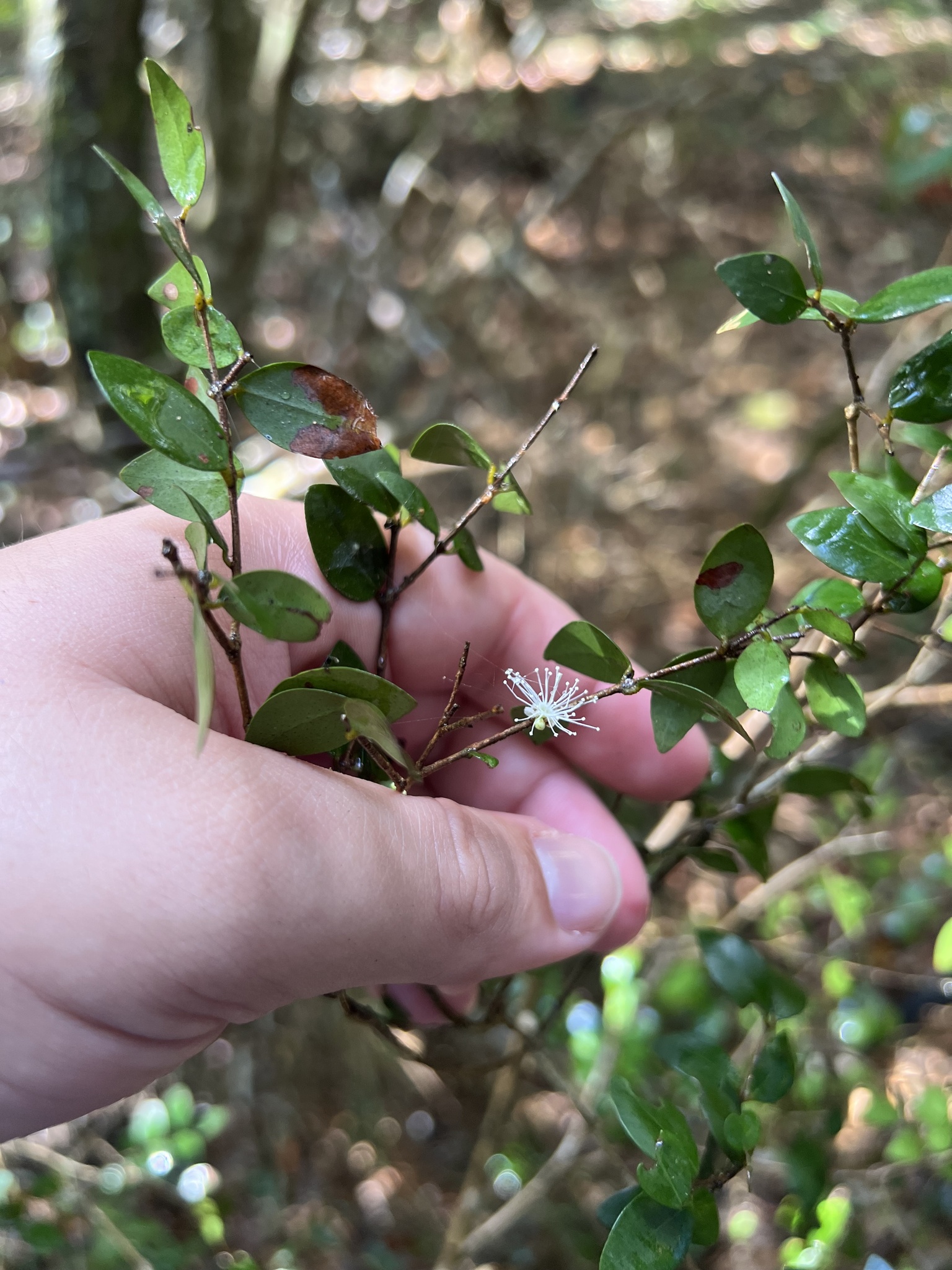 Imagem de Jabuticaba-de-cipó